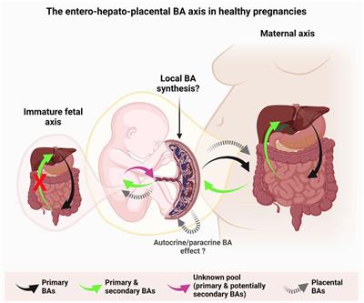 Revisited role of the placenta in bile acid homeostasis